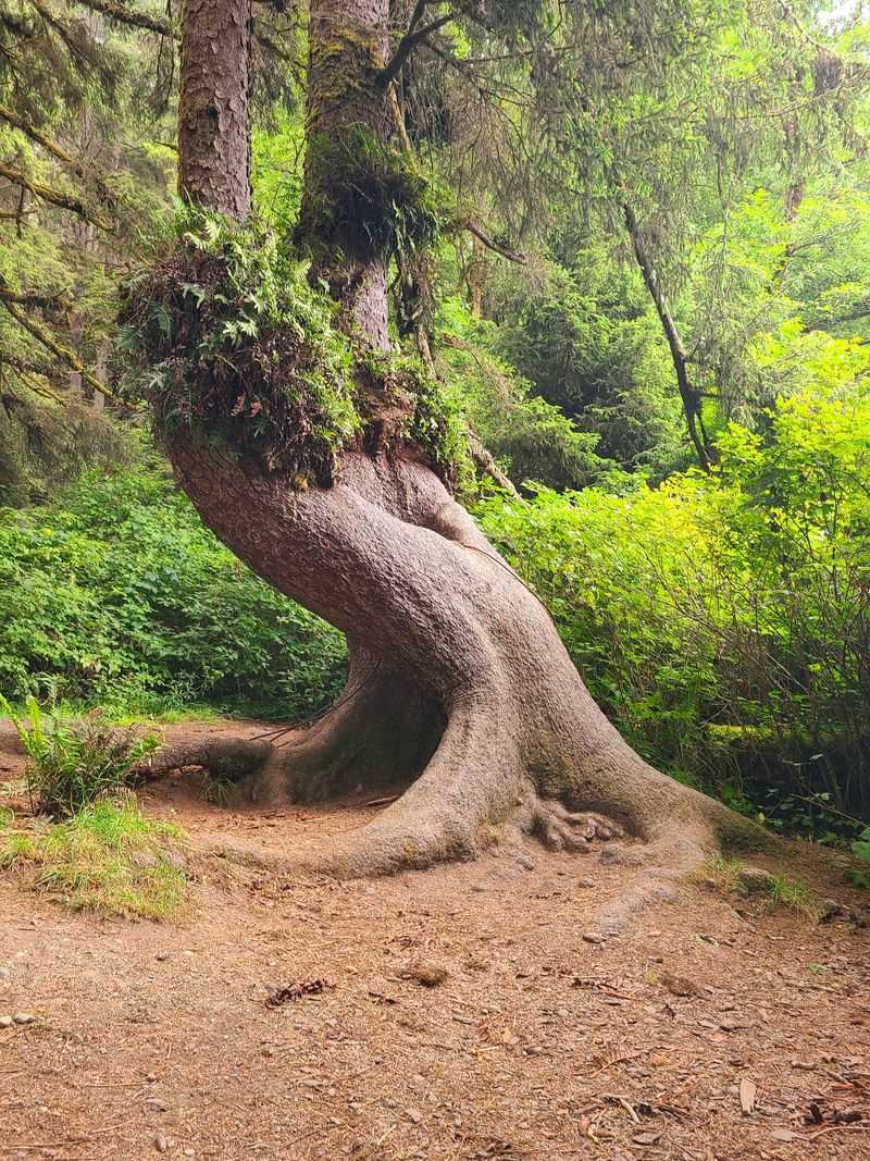 Conservation Efforts and Protection