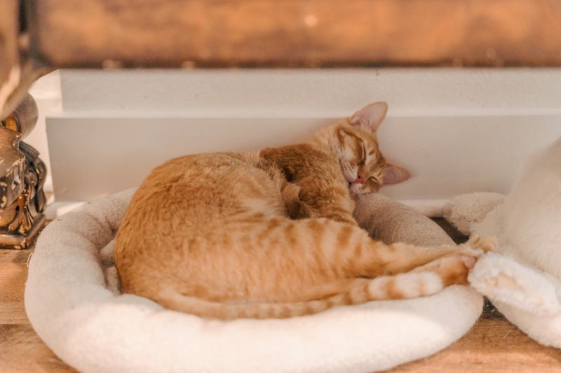 Adoption forward mission