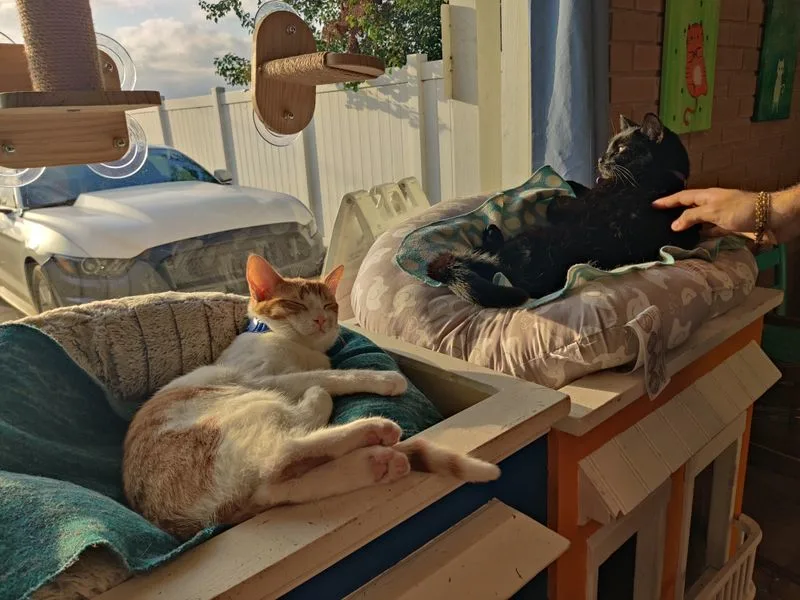 Cat lounge etiquette and reservations