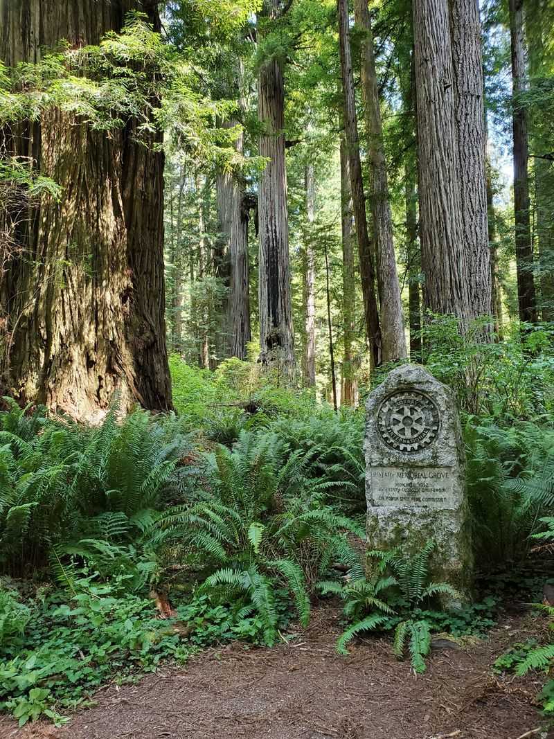 Visitor Tips: Experiencing the Ancient Forest
