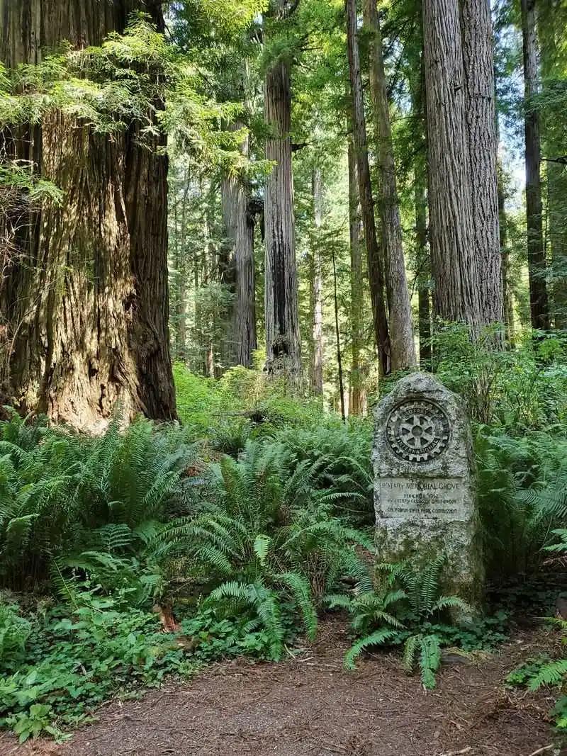 Visitor Tips: Experiencing the Ancient Forest