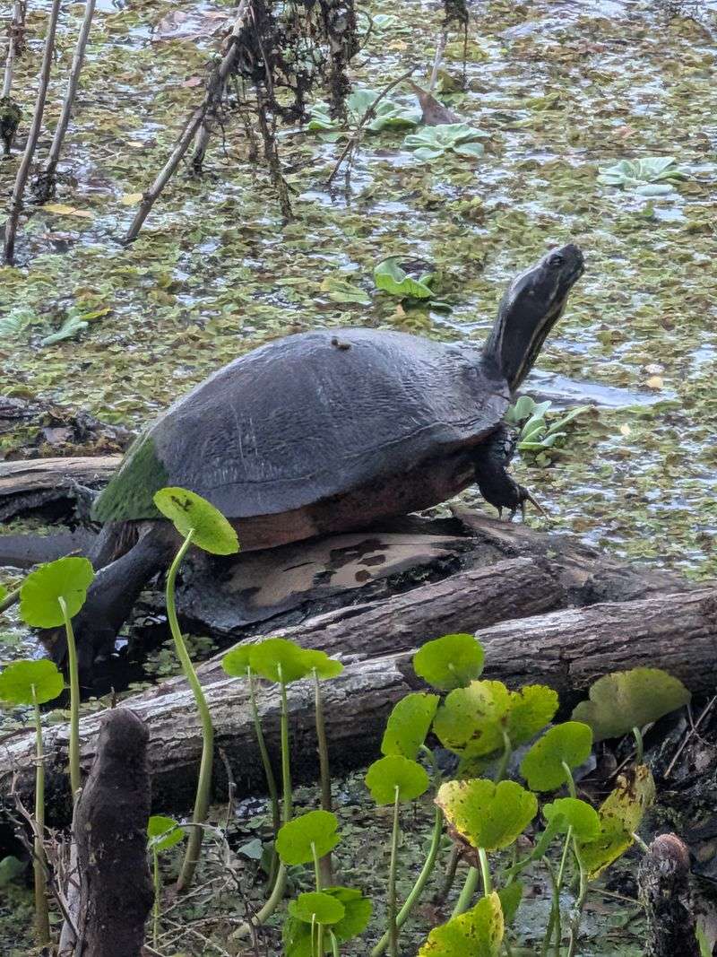 Why This Trail Feels Like Old Florida