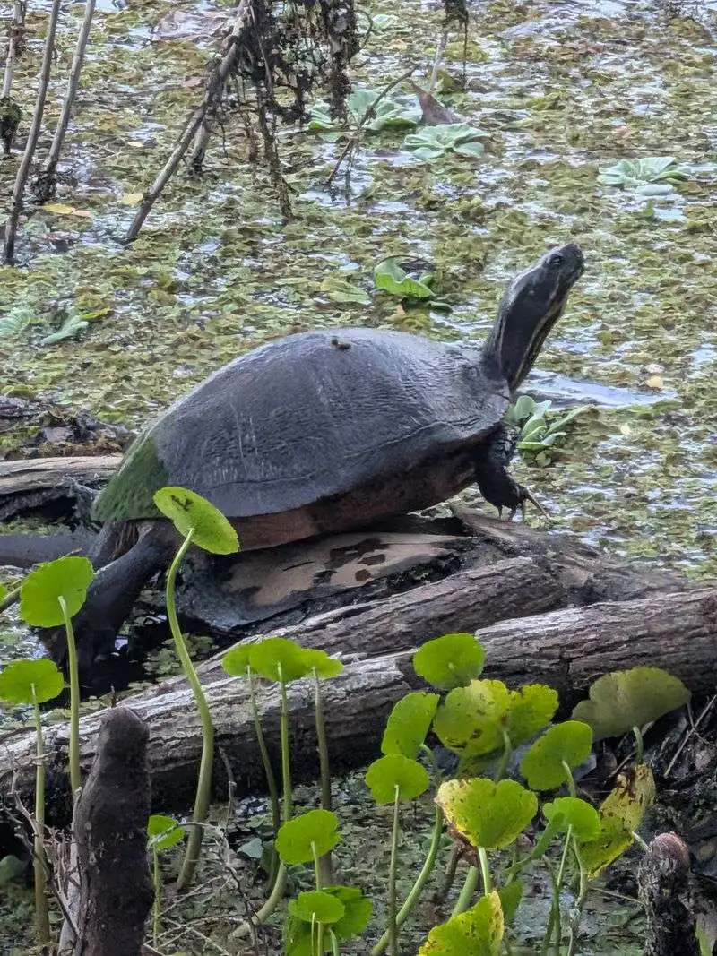 Why This Trail Feels Like Old Florida