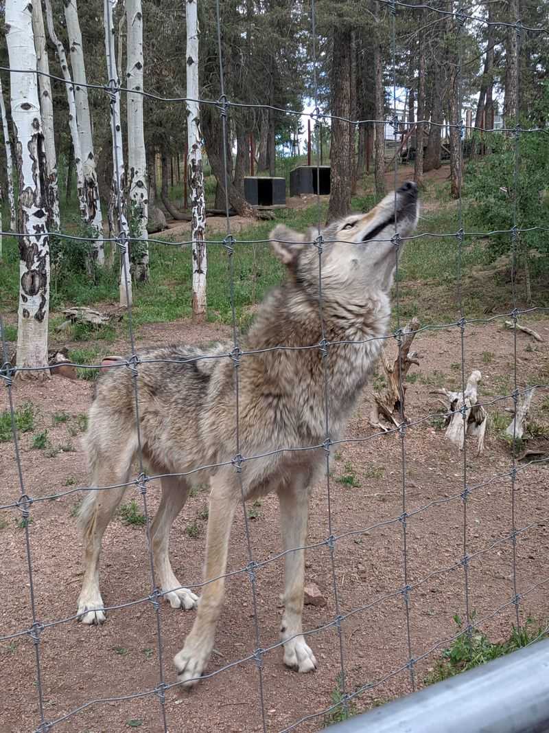 The Howl: your voice joins the chorus