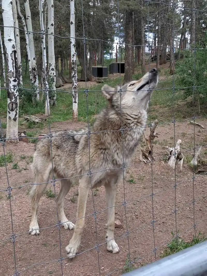 The Howl: your voice joins the chorus