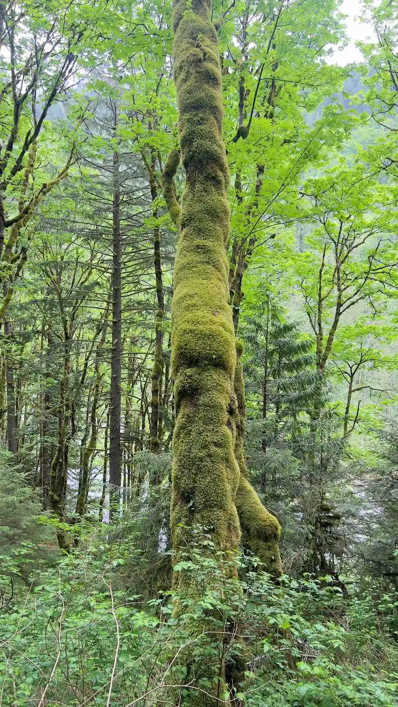 Old growth forest scenery