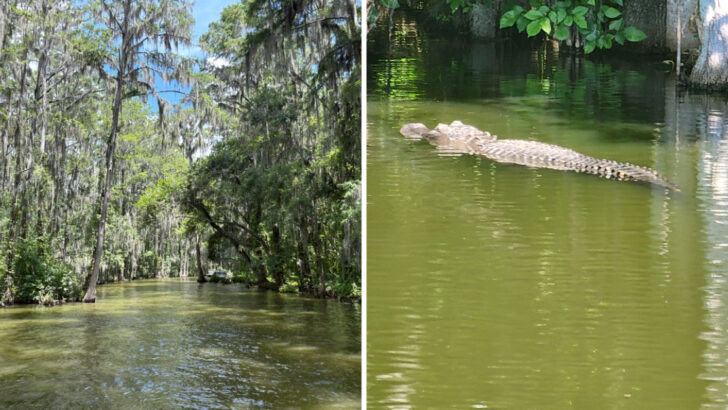 Cruise past ancient cypress trees and alligators on this Florida boat tour