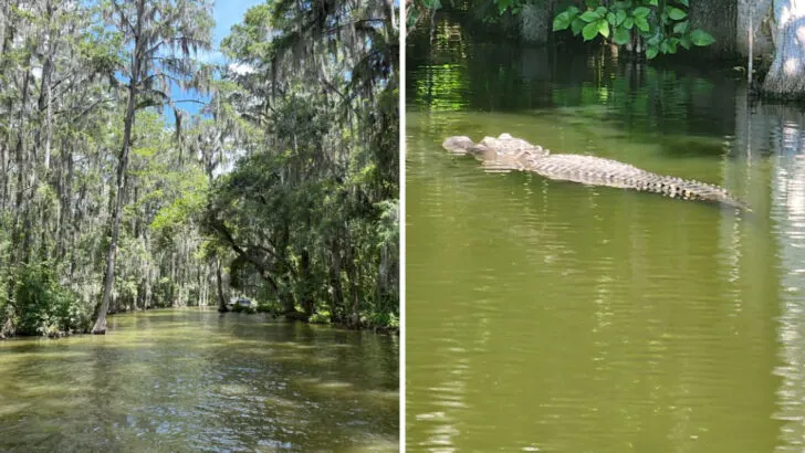 Cruise past ancient cypress trees and alligators on this Florida boat tour