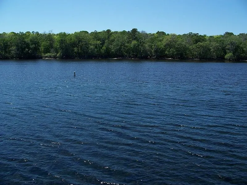 Resident Manatees