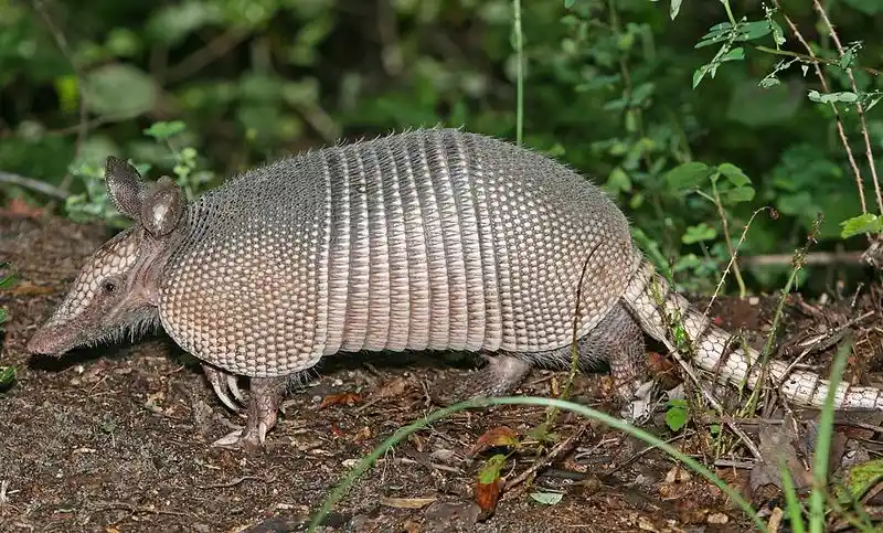 Nine-Banded Armadillo Encounters