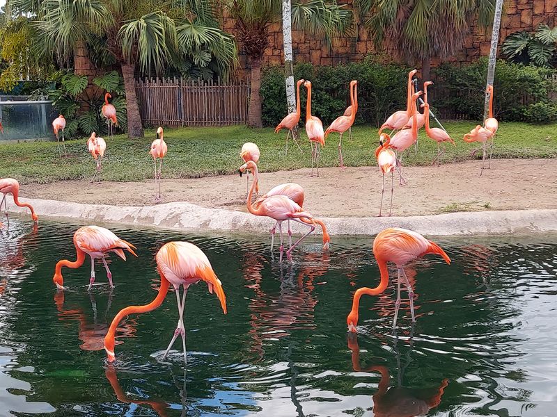 Florida – Zoo Miami – Miami