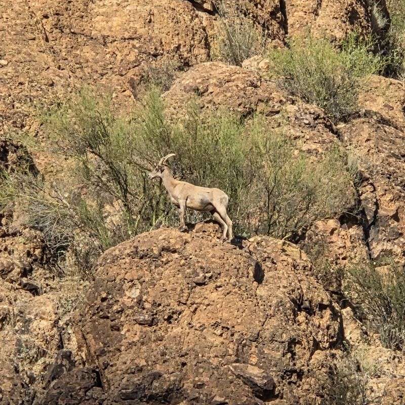 Wildlife Along the Water
