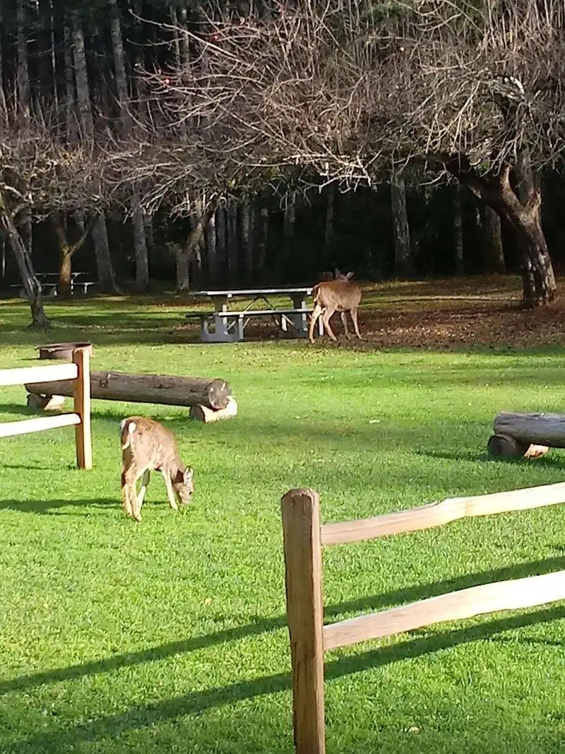 Tides, Wildlife, and What To Watch For