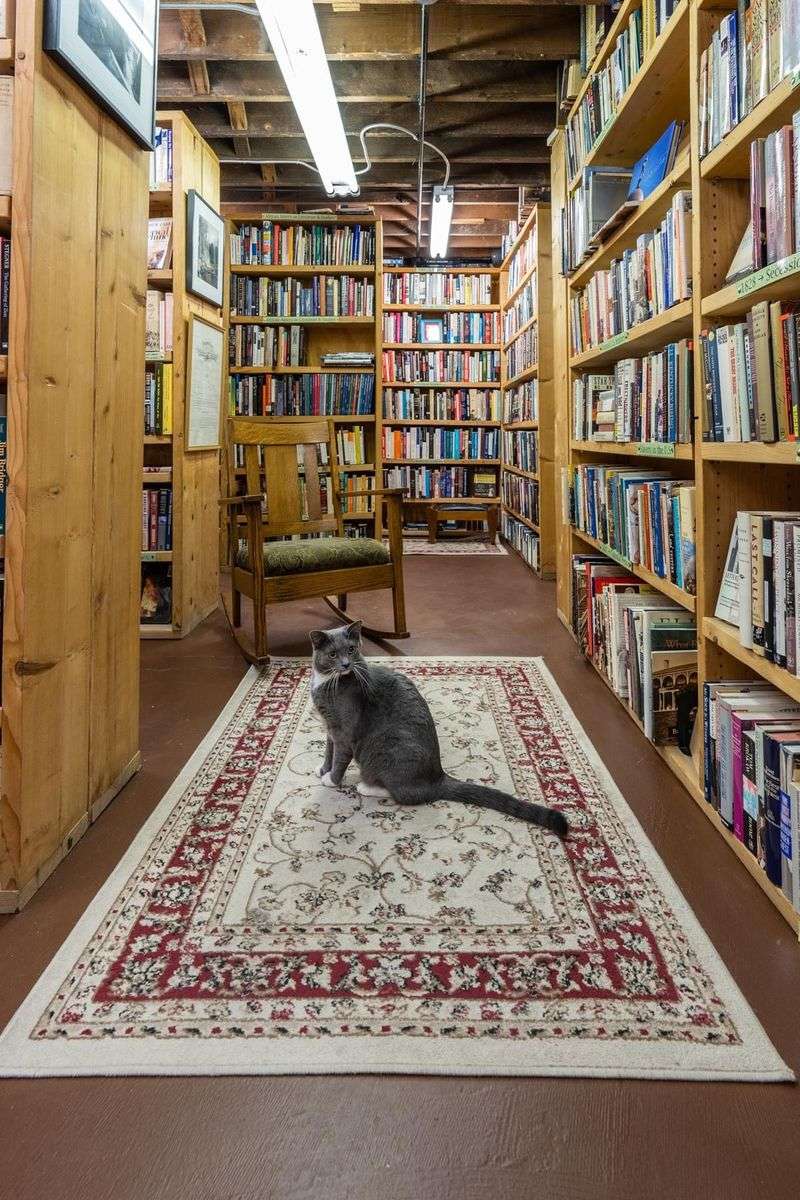 Resident cats: Charlie and Cricket steal the show