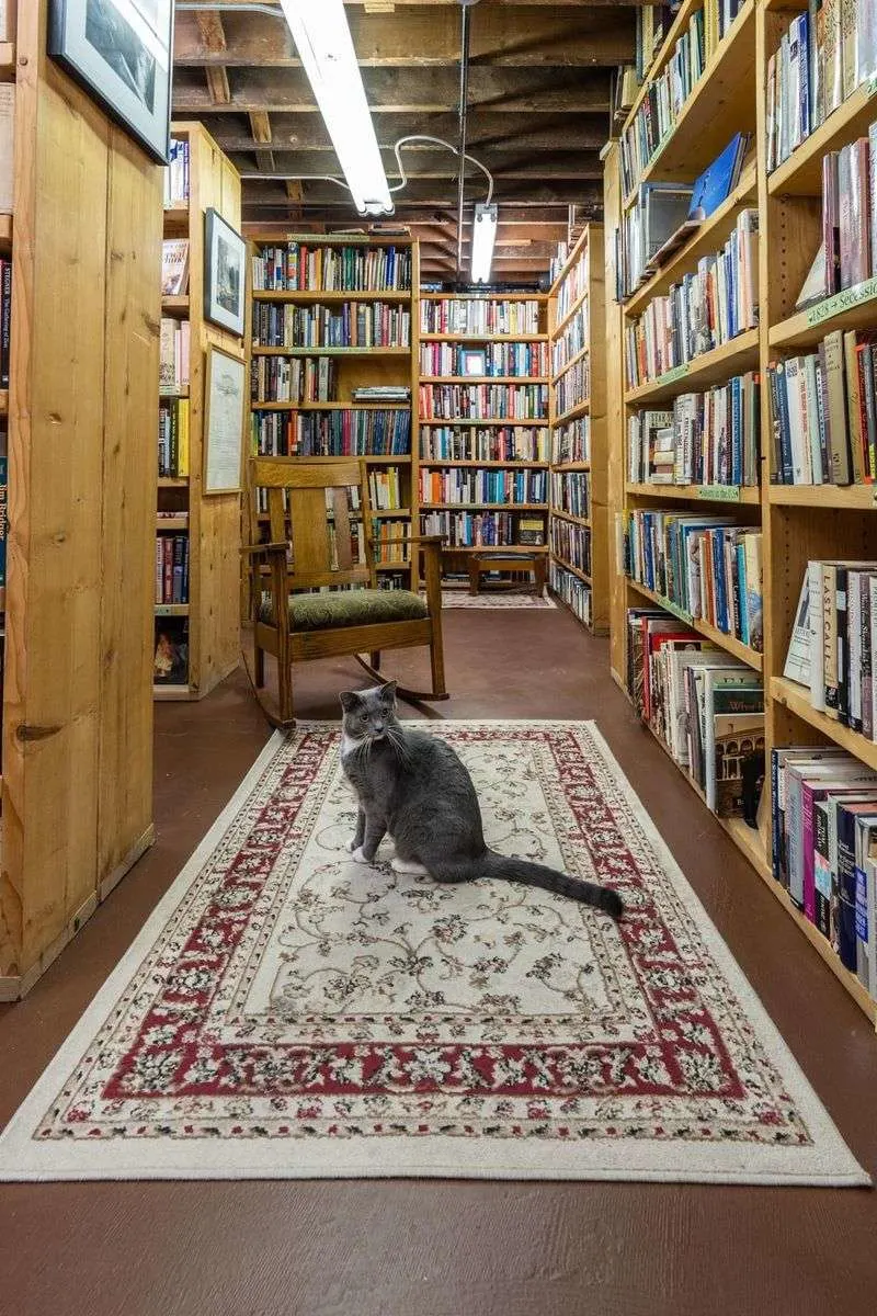 Resident cats: Charlie and Cricket steal the show