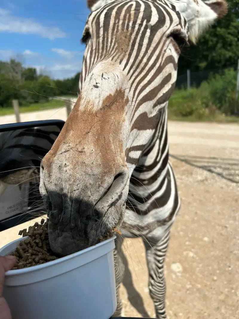 Feeding Zebras Up Close