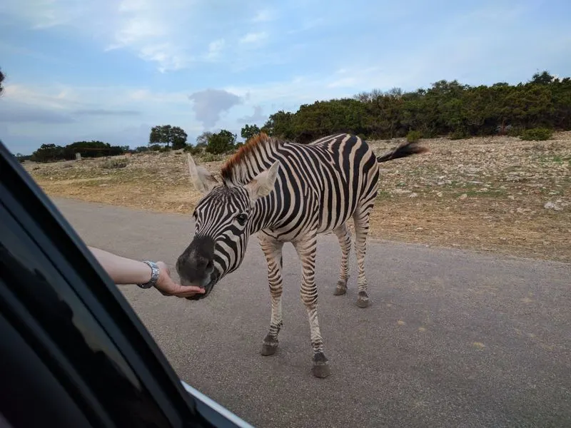 Zebras at your window: etiquette and safety