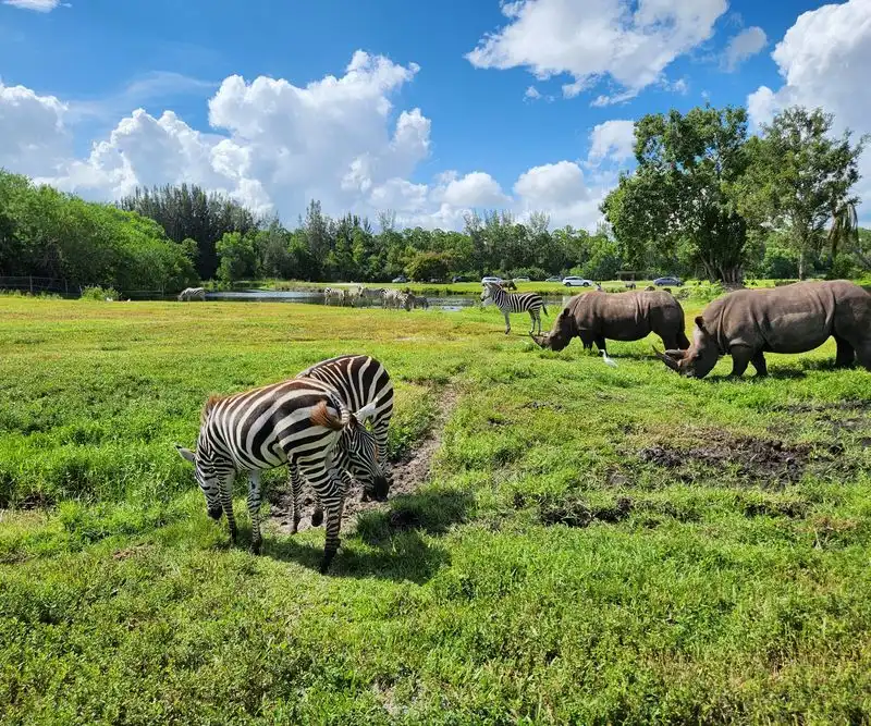 Animal highlights: lions, rhinos, and zebras