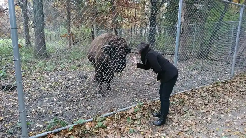 Meeting the Bison Respectfully