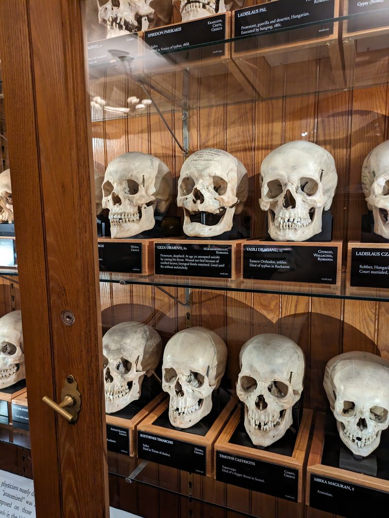 The Hyrtl Skull Collection: Faces of Identity and History