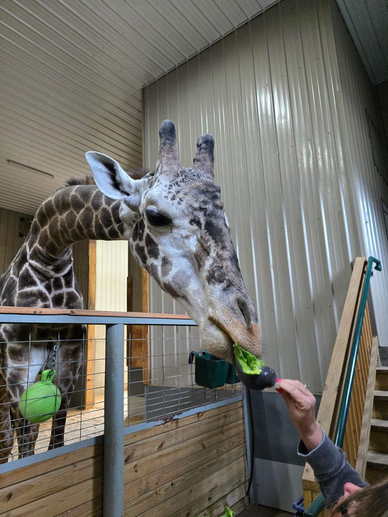 Giraffe Lettuce Feeding