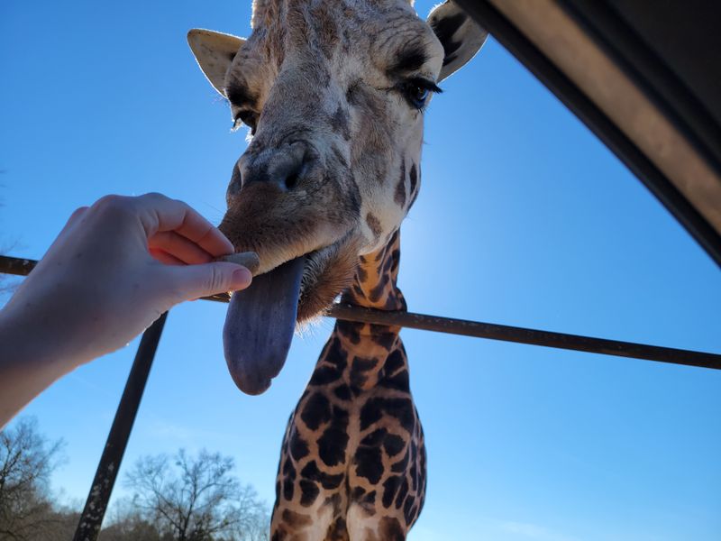 Giraffe Encounter