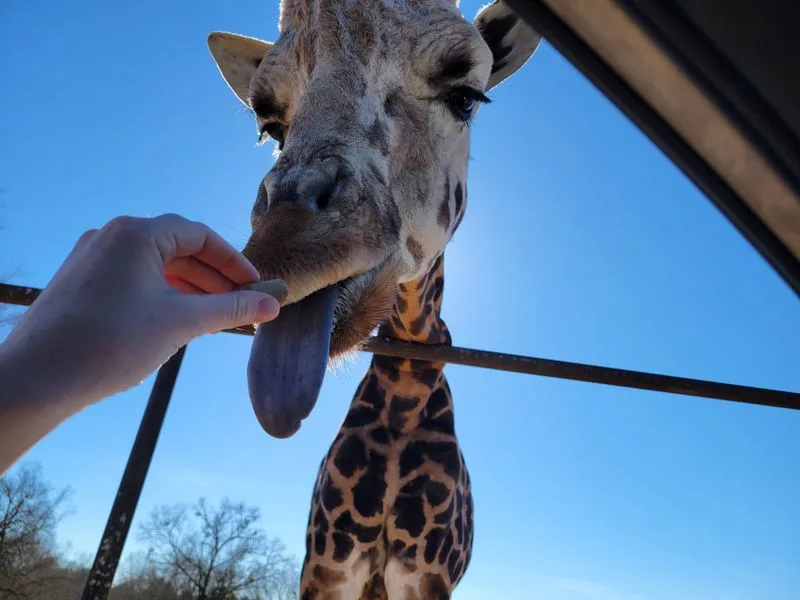 Giraffe Encounter