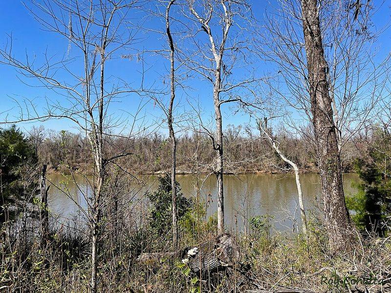 Natural Spring Wonders