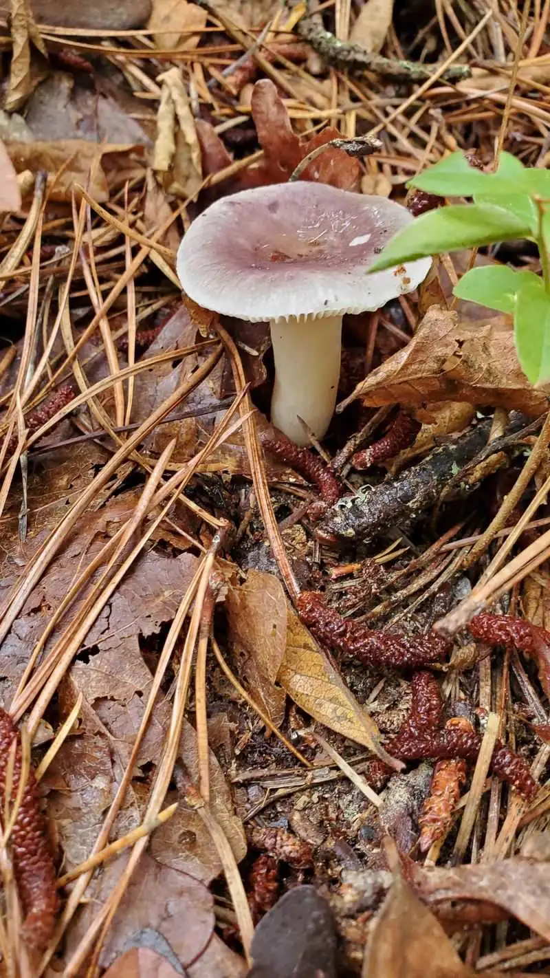 Mysterious Mushrooms