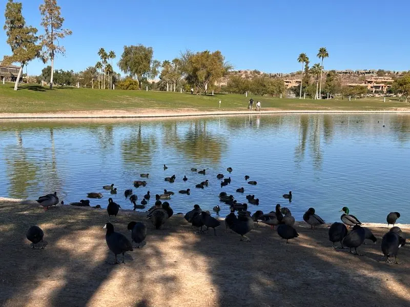 Wildlife and birdwatching along the shore
