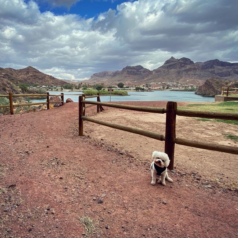 Dog-friendly perks and etiquette