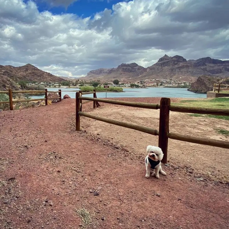 Dog-friendly perks and etiquette