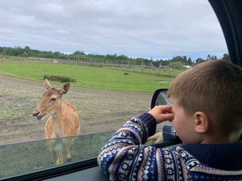 Olympic Game Farm Petting Area - Sequim, Washington