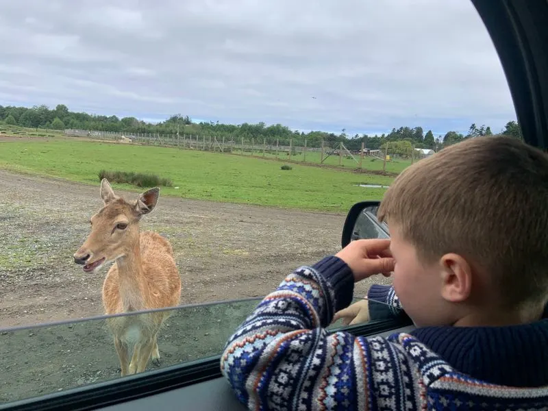 Olympic Game Farm Petting Area - Sequim, Washington