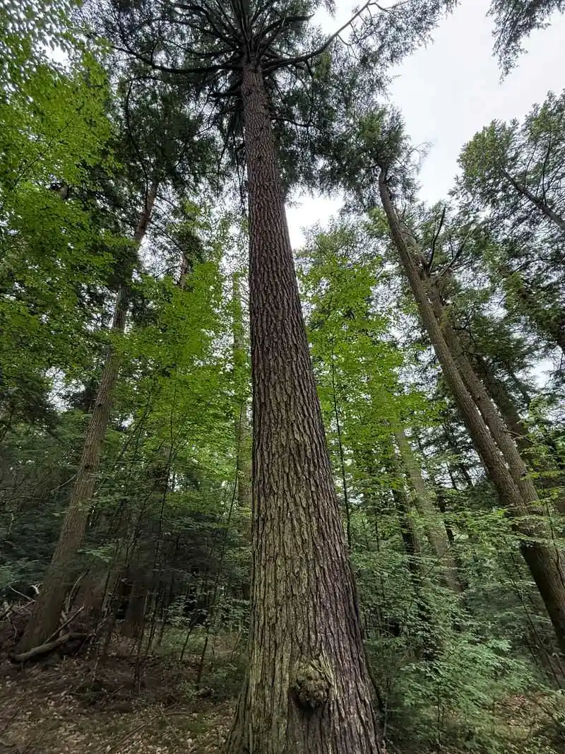 Ancient forest surroundings