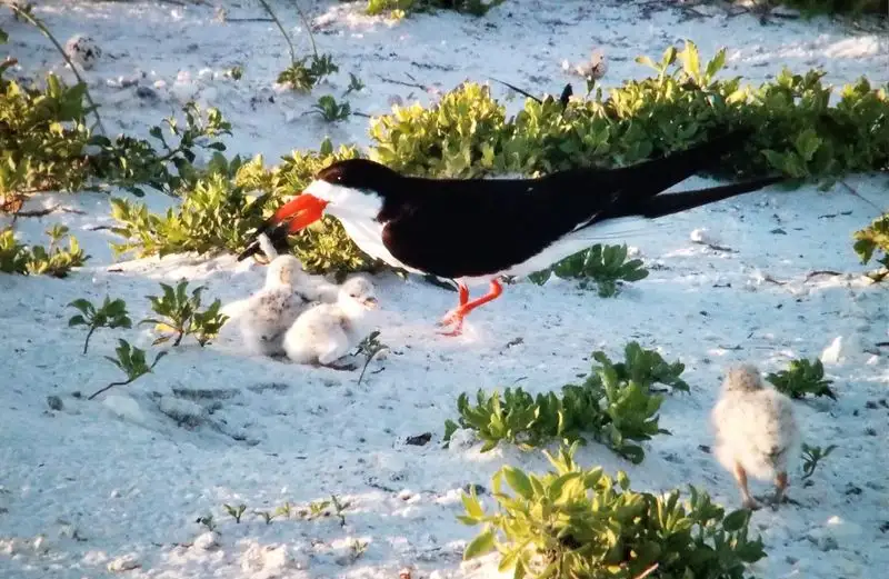 Shelling, tide pools, and gentle wildlife encounters