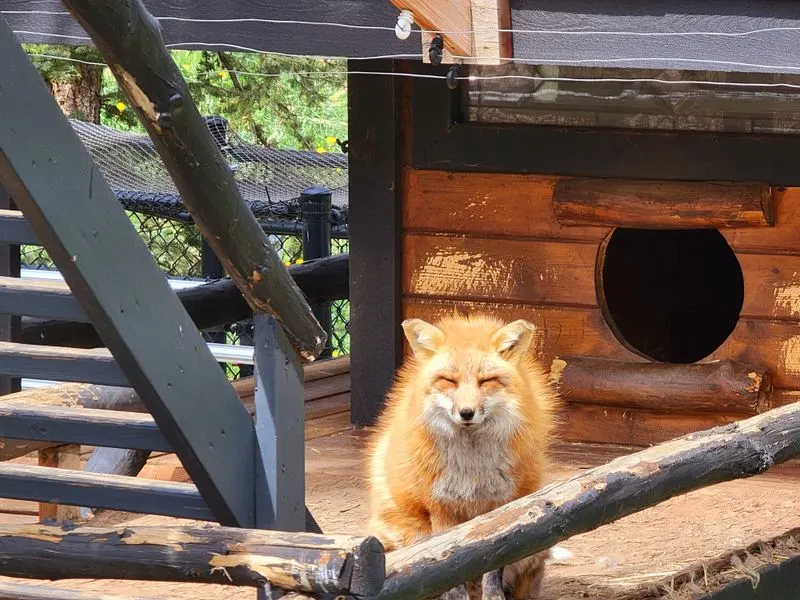 Meet the Foxes: quick, clever, and very photogenic