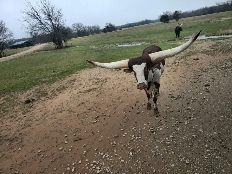 Meet the Majestic Watusi