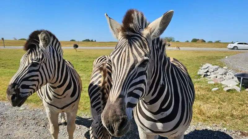 Zebras, llamas, and the comedy crew