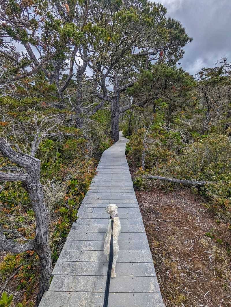 Explore the pygmy forest boardwalk