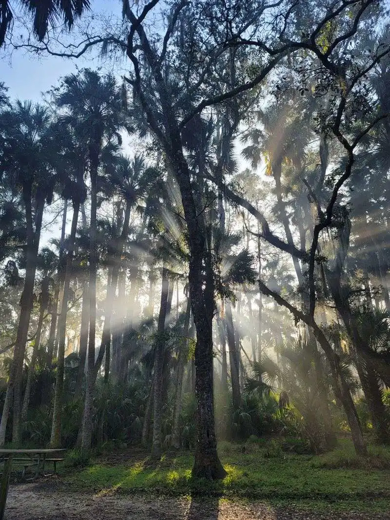 The Forest Trail That Leads Through Time