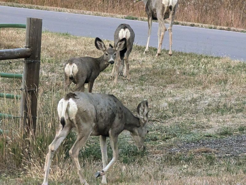 Wildlife and Birdwatching