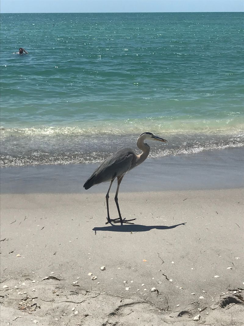 Wildlife Moments: Dolphins, Osprey, and Shorebirds