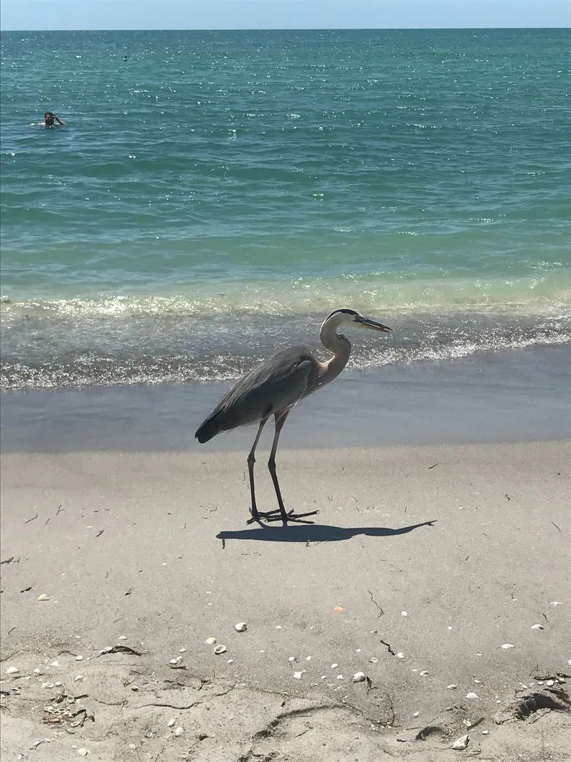 Wildlife Moments: Dolphins, Osprey, and Shorebirds