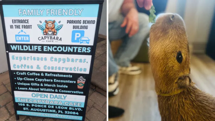 Florida has a caf&eacute; where giant, gentle rodents are part of the experience