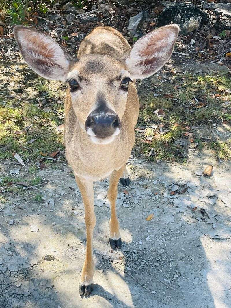 Spot Key Deer at the National Key Deer Refuge
