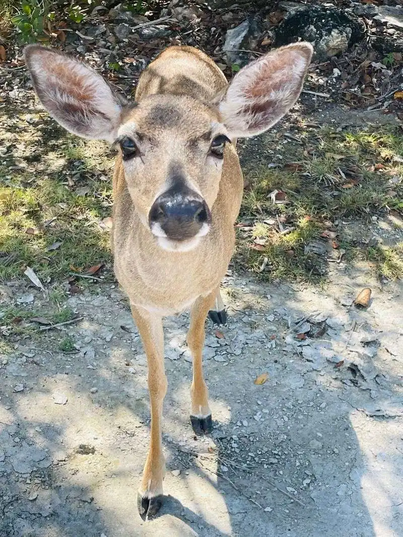 Spot Key Deer at the National Key Deer Refuge