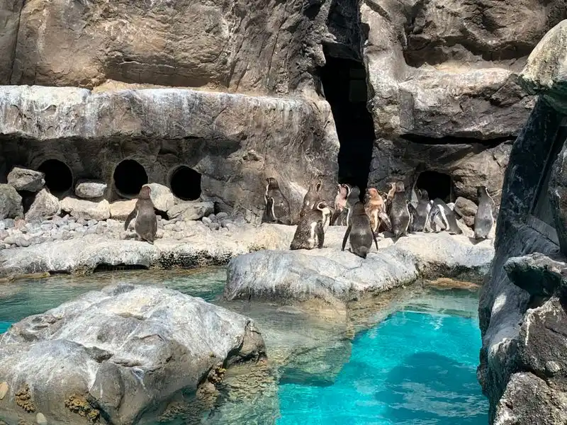 Brookfield Zoo (Brookfield)