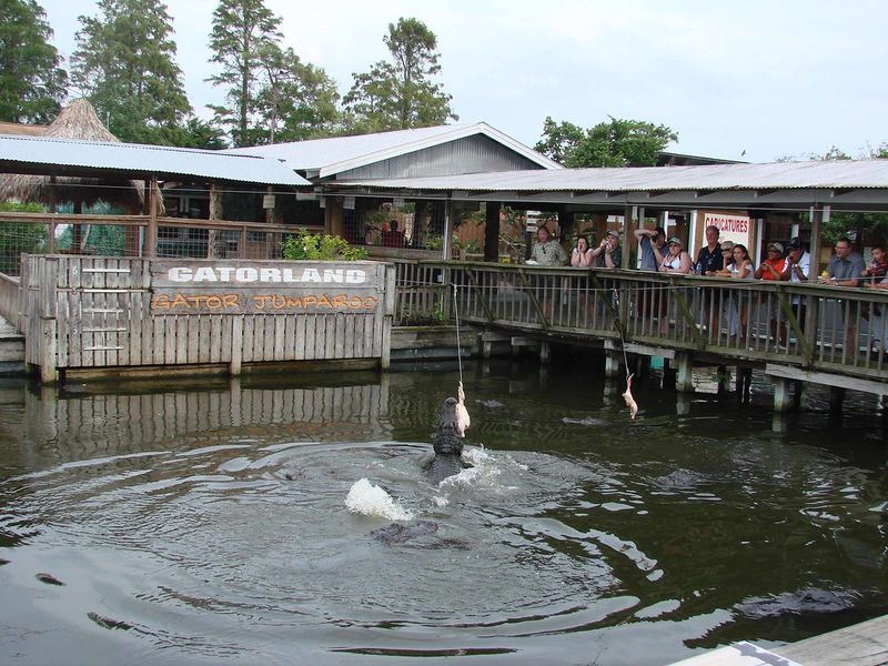 Up-Close Gator Feeding Platforms