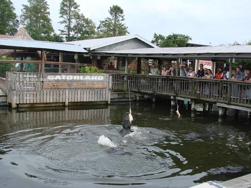 Up-Close Gator Feeding Platforms